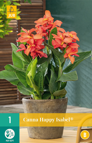 Bulb de flori Canna (Sol) Happy Isabel 1 JUB