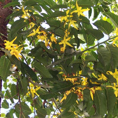 Ylang-ylang (Cananga odorata) 5 szem