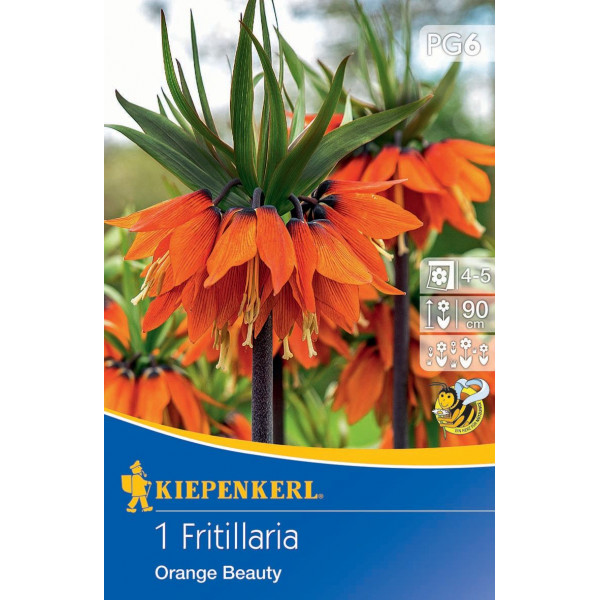 Bulb de flori Fritillaria (Coroana împăratului) Ornage beauty Kiepenkerl 1 buc