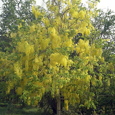 Indiai szenna (Cassia fistula) 5 szem