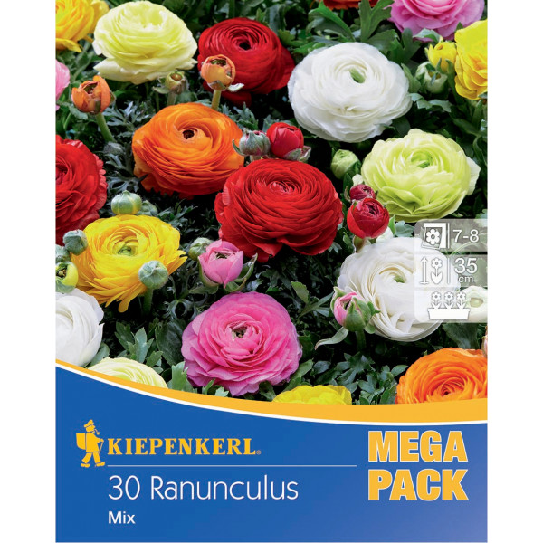 Bulb Buttercup (Ranunculus) Mega-Pack mix de culori Kiepenkerl 30 buc