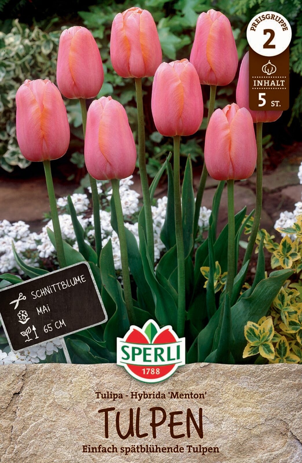 Virághagyma Tulipán Menton 5 db Sperli