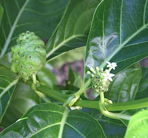 Citrifolia mare (Morinda citrifolia) 5 seminţe
