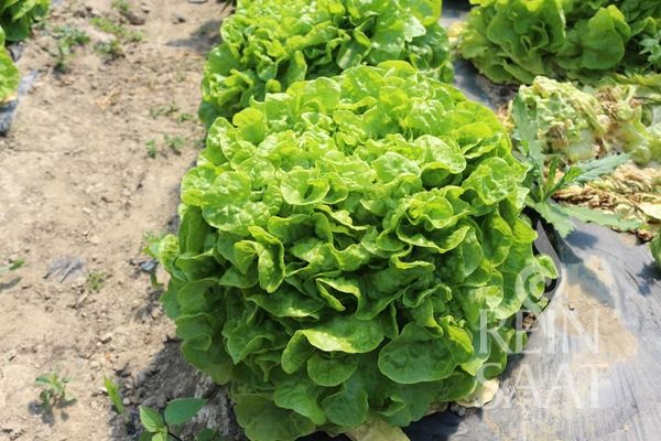 Rucola organică Selvatica Pure seed aprox. 4 m2