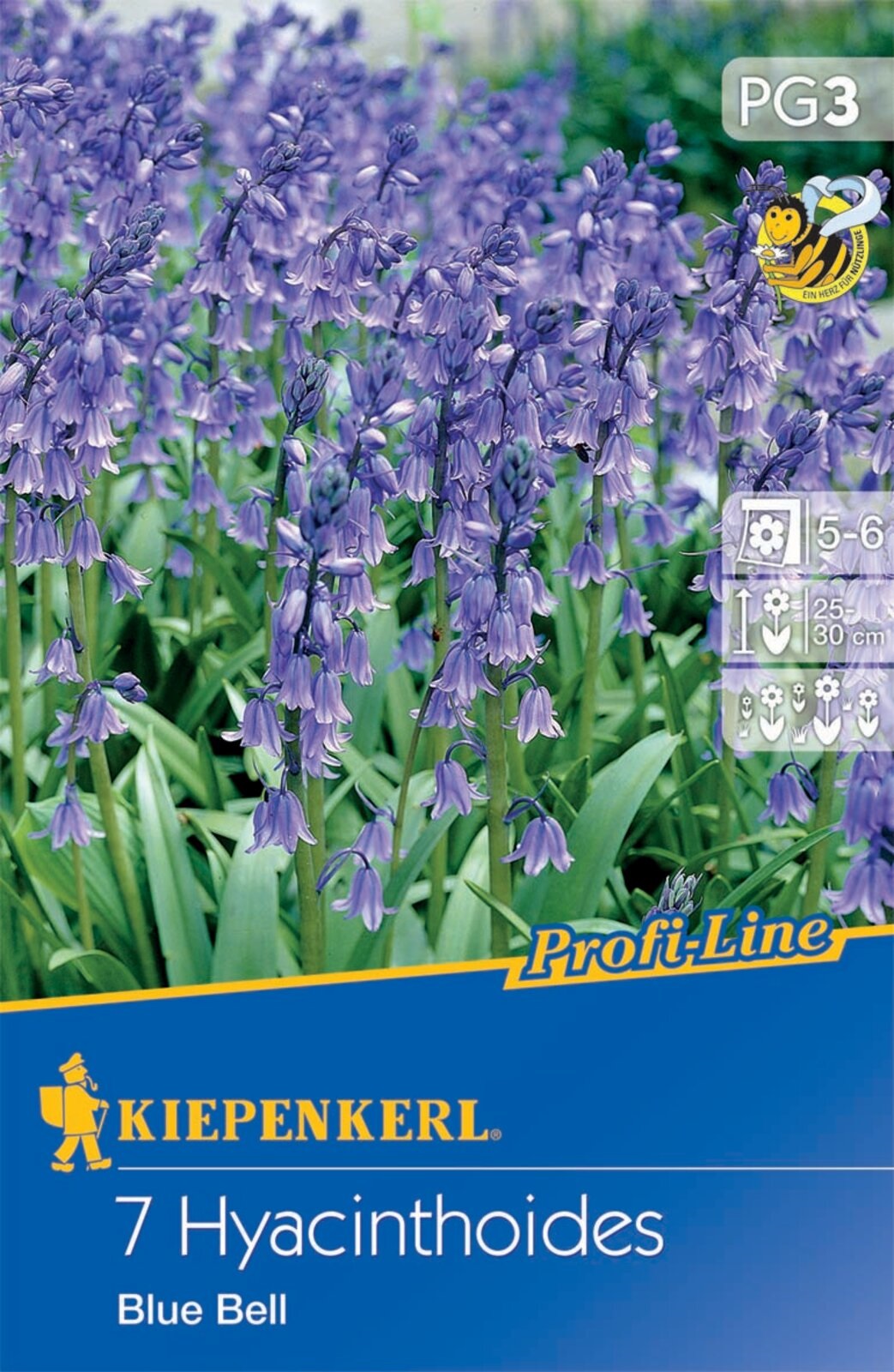 Virághagyma Angol kékcsengő Blue Bell 7 db Kiepenkerl