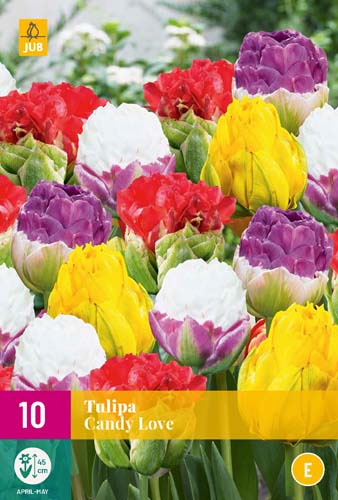 Bulb de flori Tulip Candy Love 10 bucăți JUB