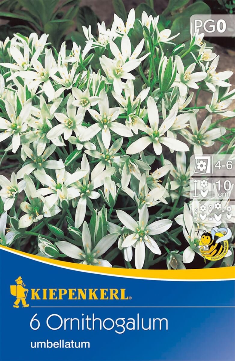 Flower bulb Umbelliferous bird's milk (Ornithogalum) 6 pcs Kiepenkerl