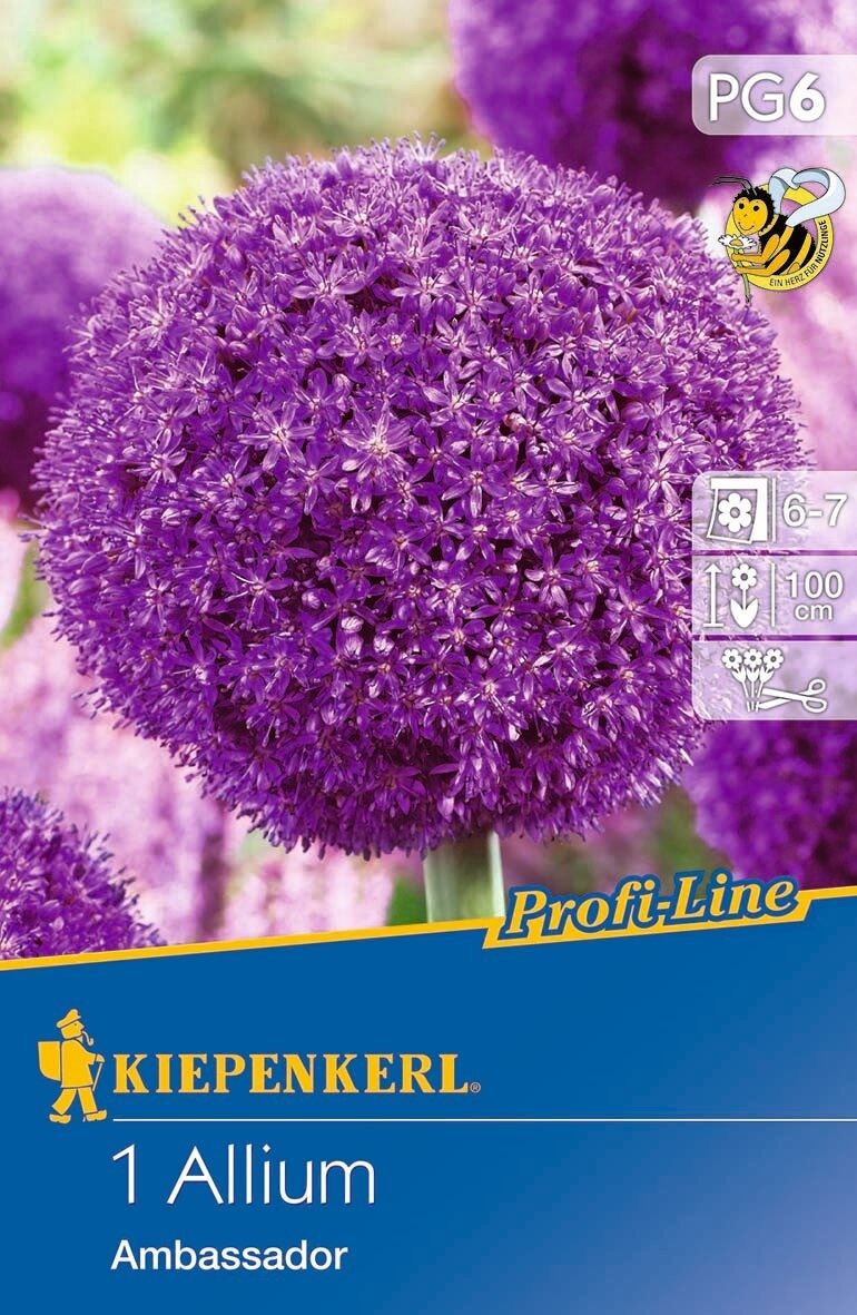 Flowering Bulb Ornamental Onion Ambassador 1 pc Kiepenkerl