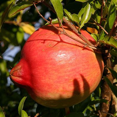 Rodie (Punica granatum) 5 seminţe