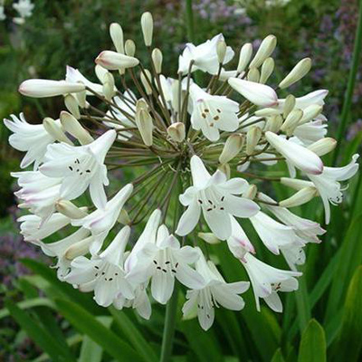  Floare de dragoste albă timpurie (Agapanthus praecox Alba) 5 semințe