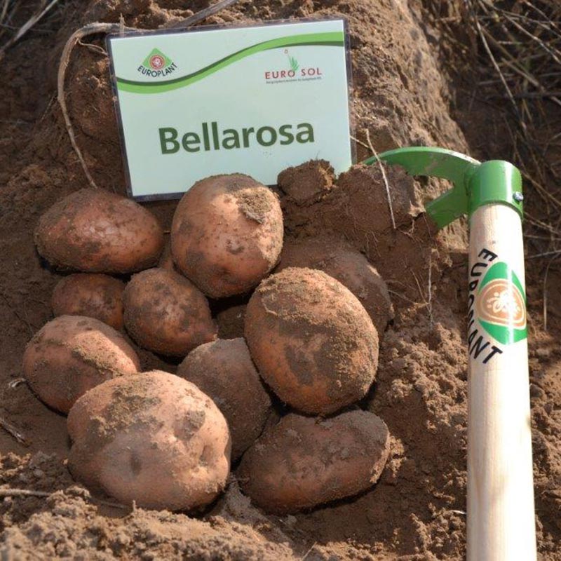 Potato seed tuber "Bellarosa" 50 pcs