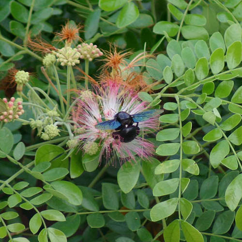 Sámánfa (Albizia saman) 5 szem