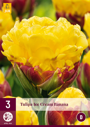 Bulb de flori Tulip Ice Cream Banana 3 bucăți JUB