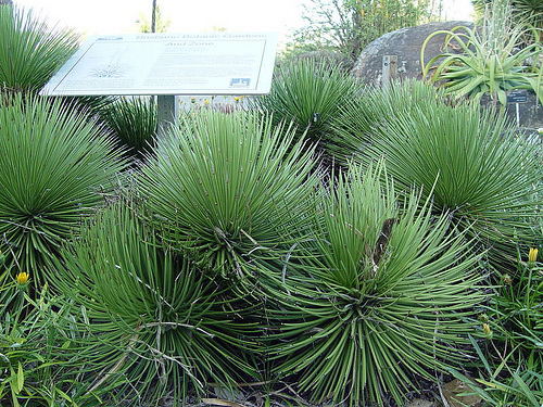 Agave striata (Agave striata ssp.) 5 seminţe