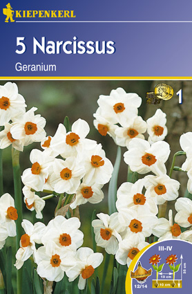 Narcis Geranium Kiepenkerl 5 buc