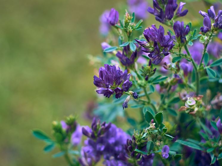 Lucernă  II. grade din Szarvas AS 1 kg