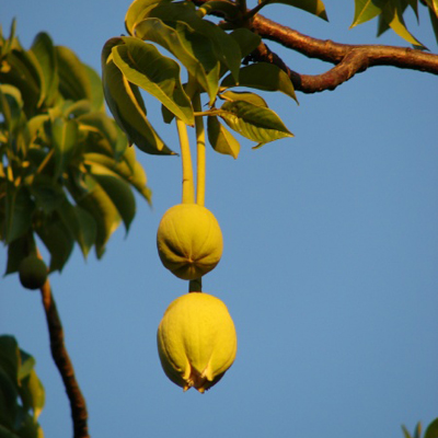 Baobab (Adansonia dgitata) 5 seminţe