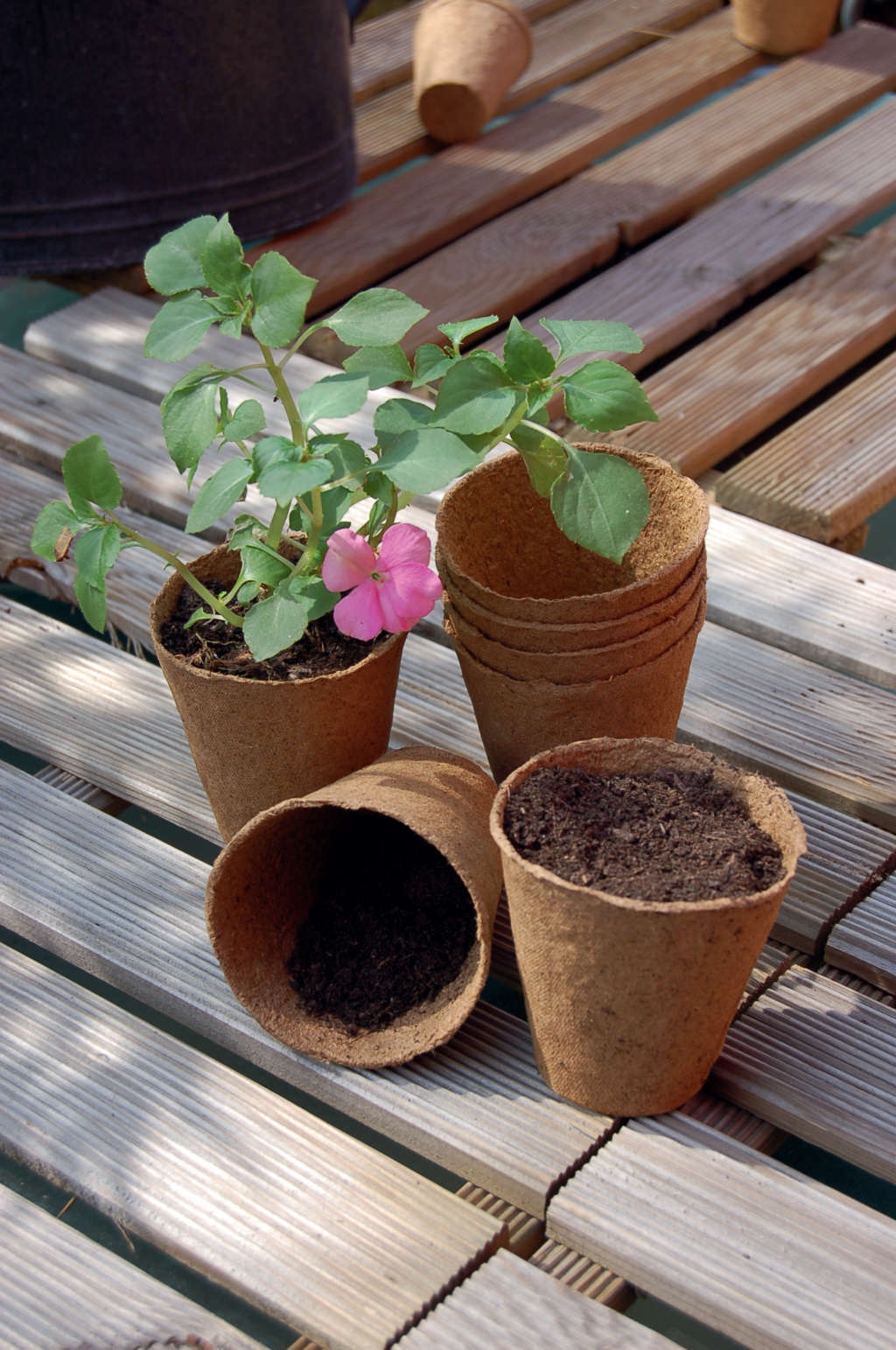 Tőzegcserép "Growing Pots" 6 cm átmérő 24 db natur