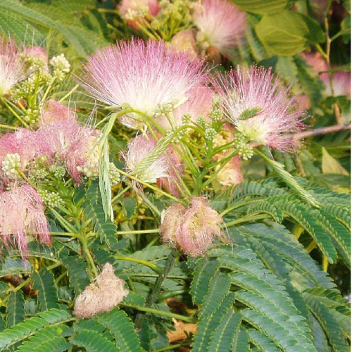 Arbore de mătase (Albizia julibrissin) 5 seminţe