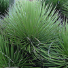 Agave striata (Agave striata ssp.) 5 seminţe