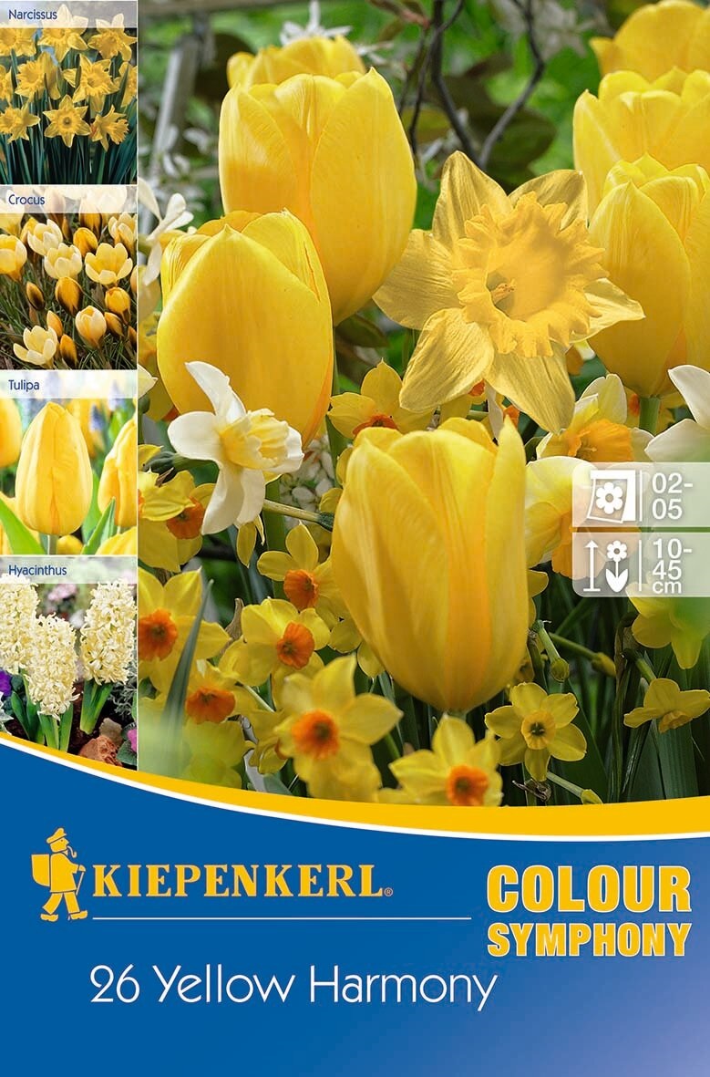 Colour Symphony Mega Pack Yellow Harmony 26 bulbs Kiepenkerl