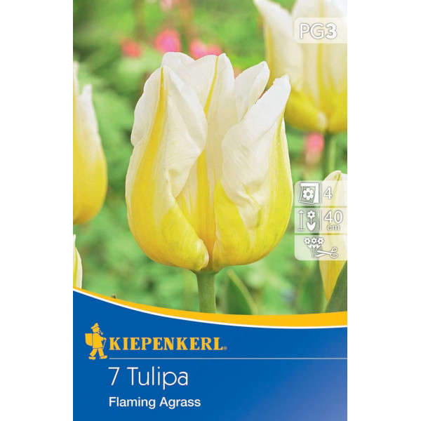 Bulb de flori Lalea Flaming Agrass Kiepenkerl 7 buc