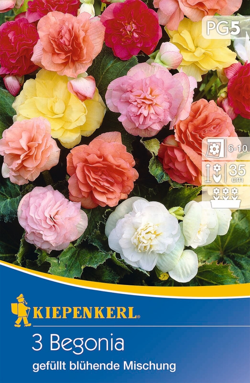 Bulb Gumy begonia (full bloom) colour mix Kiepenkerl 3 pcs