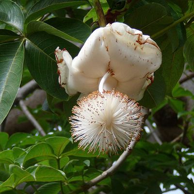 Baobab (Adansonia dgitata) 5 seminţe