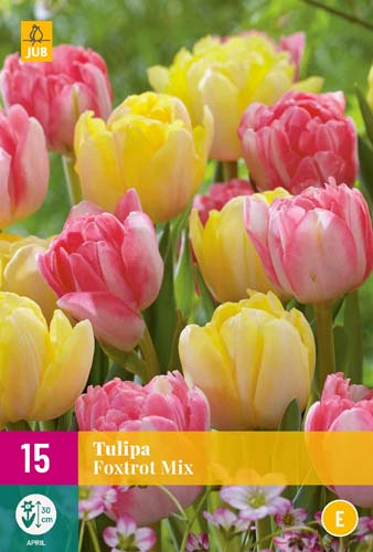 Bulb de flori Lalea Foxtrot Mix 15 buc JUB