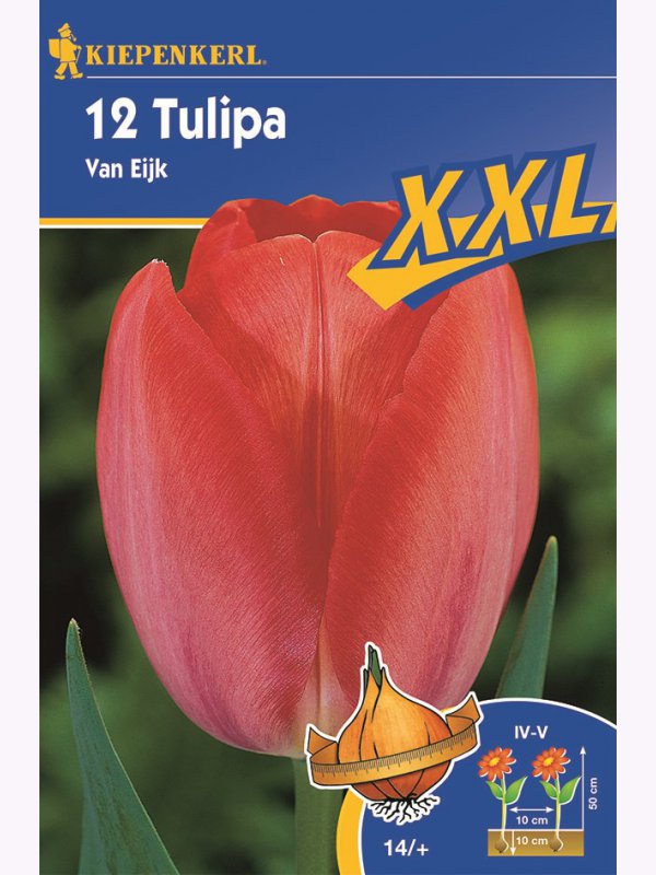 Bulbi de Lalele XXL, Kiepenkerl Van Eijk 12 buc.