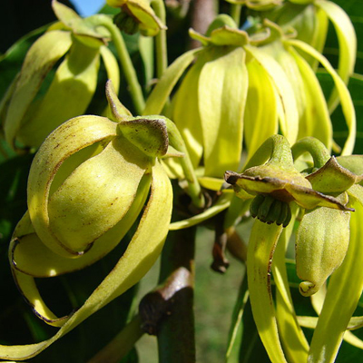 Ylang-ylang (Cananga odorata) 5 szem